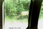 Elk in Banff