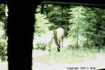 Elk in Banff